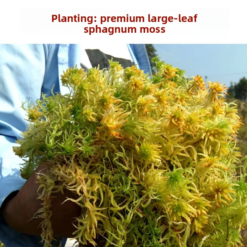 Preserved Moss Sheet - Gedroogd Sphagnummos van kwaliteit A, natuurlijke