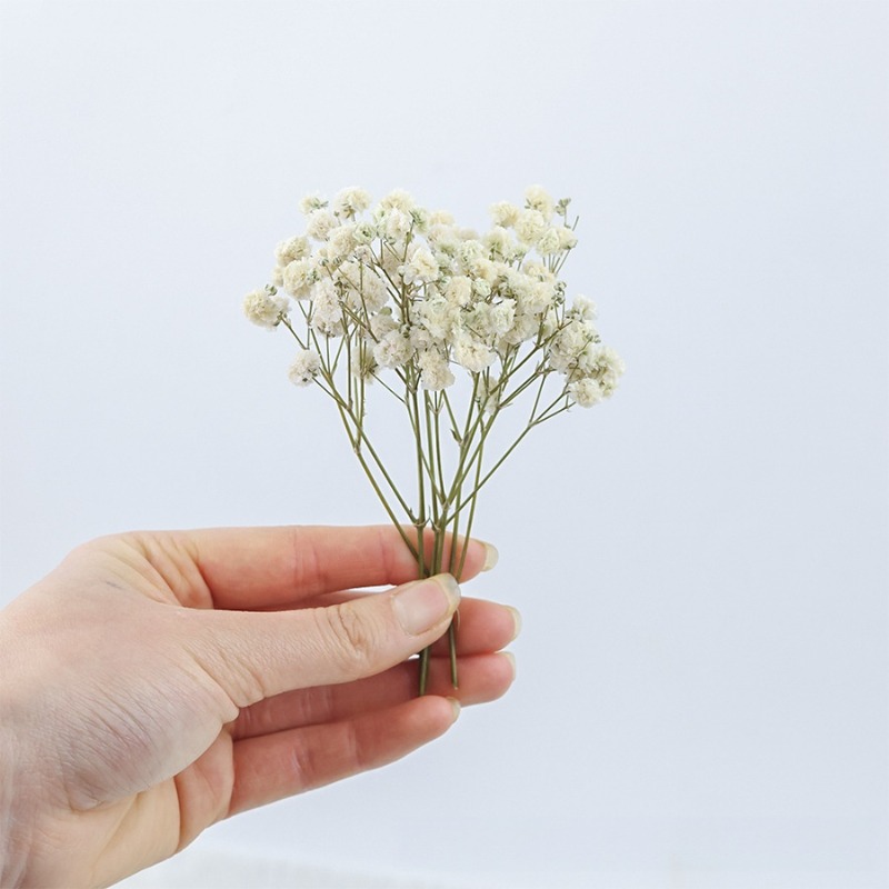50 stuks natuurlijke gedroogde - Florist Supply Vases recensie en prijs